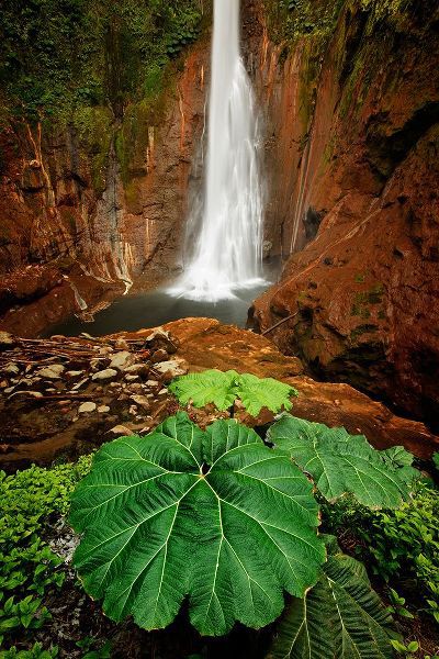 Jones, Adam 아티스트의 Catarata Del Toro Waterfall-in the mountains of Bajos del Toro Amarillo-Sarchi-Costa Rica작품입니다.